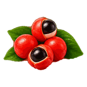 Illustration of guarana berries