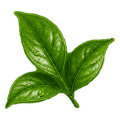 Illustration of yerba maté leaves